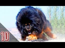 I cani più pericolosi del mondo. I 10 Cani Piu Pericolosi Al Mondo 1 Youtube Dogue Du Tibet Chien Du Tibet Chien Tibetain