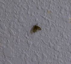 small insects in kitchen cupboards