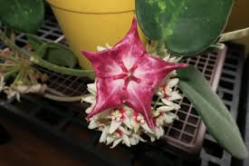 Paradisia maintains a large collection of approximately 90 different hoya species. Ramblings Vermont Hoyas A Site About Growing Hoyas In The Northeastern United States Page 118