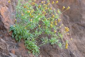 Image result for Polycarpaea