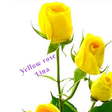 Yellow rose lina - YouTube