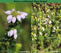 Image result for Erica wildii