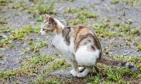 #1 motion activated water sprinkler. 8 Tips To Stop Cats Pooping In Your Garden
