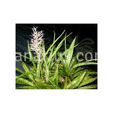 Image result for Sansevieria parva