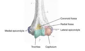 The forearm is the region of the upper limb that extends from the elbow to the wrist. 7 Bones Of The Upper Limb Simplemed Learning Medicine Simplified