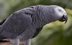 pictures of 2 parrots talking sounds like singing
