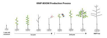 We decided to buy wholesale, put in a huge order and sell the extra trees. Economic Cooperative Wholesale Export And Distribution Of Quality Nursery Plants