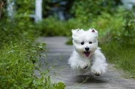 Texans open their big hearts to their beautiful canine family members and welcome them into their homes. How To Choose A West Highland White Terrier Pethelpful By Fellow Animal Lovers And Experts
