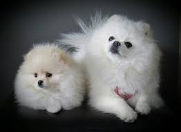 Black And Brown Pomeranian Price In India Vader En Zoon Pomeranian Puppy Lover Little Dogs Puppies