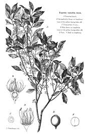 Image result for Eugenia natalitia