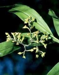 Image result for Polystachya aconitiflora