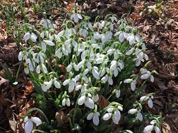 How to grow snowdrop and other galanthus plants in the garden. Snowdrops Are Easy To Grow