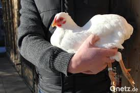 Der hochansteckende subtyp h5n8 sei in einem kleinzuchtbetrieb in der stadt stepanov nad svratkou aufgetreten. Wappnen Gegen Die Geflugelpest Onetz