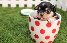 Adorable photos of baby napping with puppy goes viral now playing: 10 Cutest Puppy Videos Lovetoknow