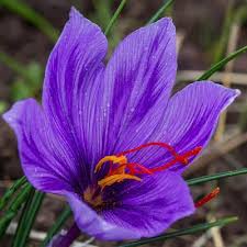 Pin On Medicinal Plants