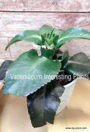 Kalanchoe Beharensis