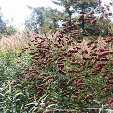 Image result for Vernonia purpurea