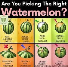 Browse our recipes for flesh, juice and rind usage ideas. How To Choose The Perfect Watermelon Coolguides