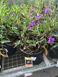 Mexican Petunia Home Depot Petunias Plants Purple Flowers