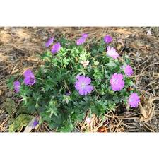 Image result for Geranium sanguineum Max Frei