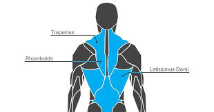 Top 10 · health care · be informed · tips to stay healthy Anatomy Of Growth How To Train Your Back Muscles