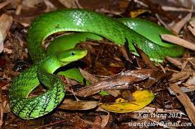 Green Bush Snake Snake Animals Reptiles