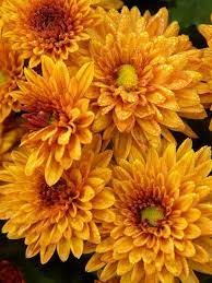 Mum Sienna Bronze Bluestone Perennials Chrysanthemum Plant Chrysanthemum Perennials