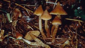 heybullethead onlyfans - Com boucheriesaintouenparis18.