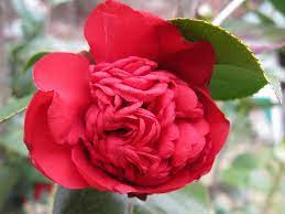 Camellia Flower The Rarest Middlemist Red Camellia Flowers