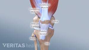 Tendons may also attach muscles to structures such as the eyeball. Knee Anatomy
