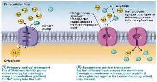 Active Transport Types And Significance Biology Microbe Notes Cell Membrane Active Transport Biology Membrane