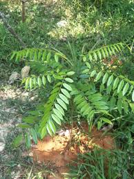 Do a little test on the leave. Tongkat Ali Plant Leaves Plants Leaves
