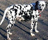 Gestation Period For Dalmatian Dogs Christening Outfits Baby Boy