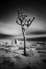 Cody S Brothers 4 X 5 B W Landscape Photography Apr24 2012 Joshua Tree Joshua Tree National Park Nature Inspiration Landscape