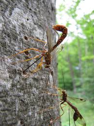 It is not likely to kill all the wasps and the ones that get away will come after you. Parasitoid Wasp Wikipedia