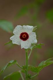 Image result for Hibiscus panduriformis