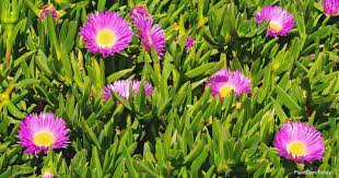 An evergreen groundcover, this ice plant blooms in late spring. Ice Plant Ground Cover What You Need To Know Plantcaretoday