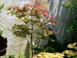'amber ghost' requires afternoon shade in most climates and mostly shade in hotter areas. Acer Palmatum Amber Ghost Ubc Botanical Garden Forums