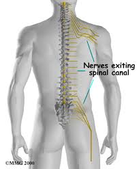 Given the twelve thoracic vertebrae are largely similar, most are considered typical thoracic vertebrae with the exceptions t1 and t9 to t12. Physical Therapy In Ellenton For Thoracic Spine Anatomy