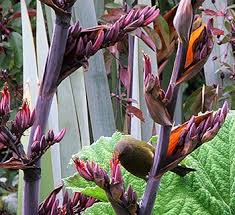 Image result for Phormium