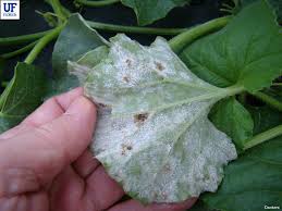 Recessed lighting is a very attractive form of lighting that will offer your home a more clean and modernized appeal. Powdery Mildew