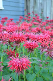 Pin On Gardening And Landscape