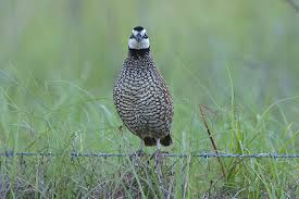 July challenge 6 bobwhite quail. Bobwhite Quail Habitat Through Southeastern Grasslands Initiative