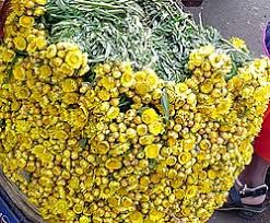 Image result for Helichrysum sulfureofuscum