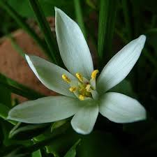 Star Of Bethlehem Flower Ornithogalum Umbellatum Star Of Bethlehem Shade Perennials Fall Flowers