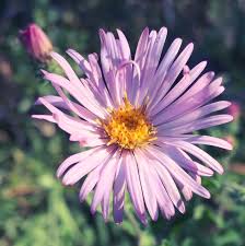 Image result for Fadogia tomentosa