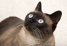 Whether you subscribe to this charming notion of three names, so well expressed in t.s. Siamese Cat Names 55 Awesome Names For Your Cat