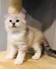 American Curl Kittens for Sale! Procurl Harem Kitten Sale ...