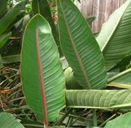 3:09 herbarium werdler 26 141 просмотр. The Strelitzia Steemit