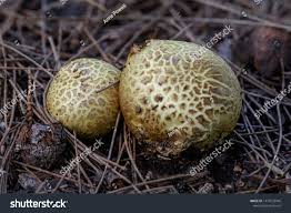 Image result for Scleroderma cepa